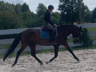 Przepiękna 4,5 letnia klacz Zangersheide