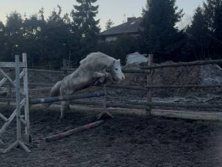 Wałach 130cm , dzierżawa , sprzedaż