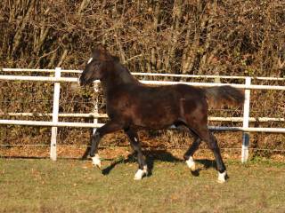 Klacz cob walijski, sejcja D