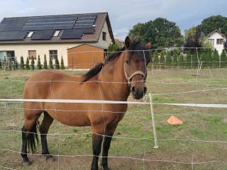 Sprzedam  konia rasy huculskiej