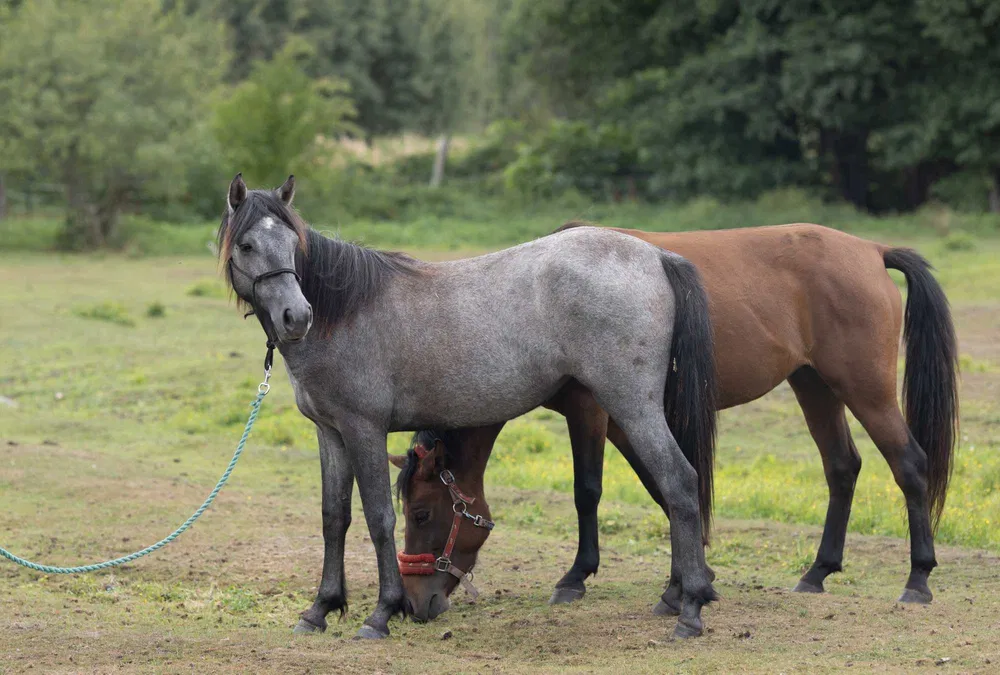 Klacz kuc connemara Tullymore Selkie