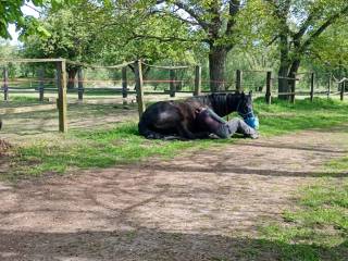 Stajnia przydomowa dla gniadego wałacha z  dawno urodzona właścicielka