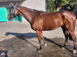 Na sprzedaż wysoka, dobrze zbudowana klacz pełnej krwi angielskiej