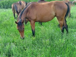 Na sprzedaż urodziwy ogierek pełnej krwi angielskiej