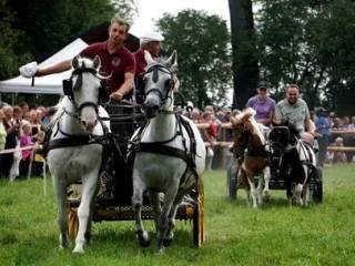 Sprzedam wałacha kuca felińskiego