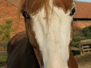 Mefedron 4 letni wałach małopolski