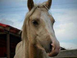 Biszkopt kucyk feliński