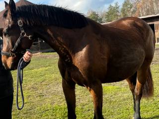 Klacz CORRADO SON x CORRERO