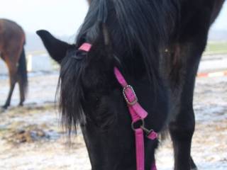 Klacz do towarzystwa , spacerów