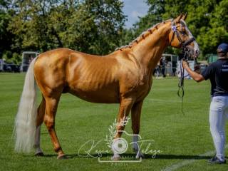 Bardzo urodziwy ogier z licencją AES i PZHK 81pkt