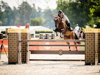 10 letni wałach do wprowadzenia w sport