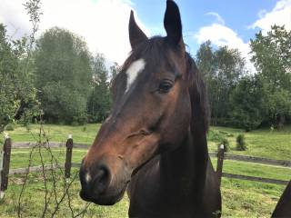 Konie do dzierżawy. Okolice Krakowa.