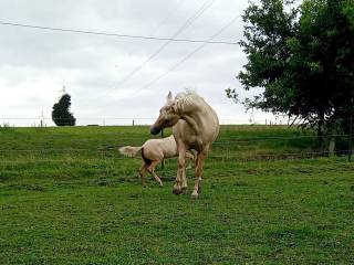 Wałach aqh 14.04.2018r