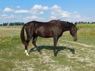 Koń dla doświadczonej osoby