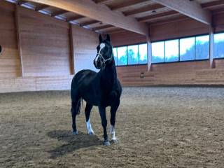 Idol koń zaprzęgowy