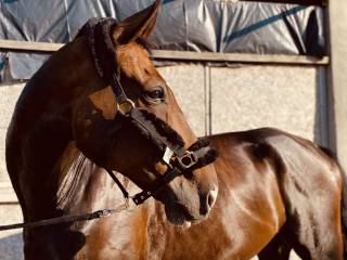 Wałach do ambitnej rekreacji