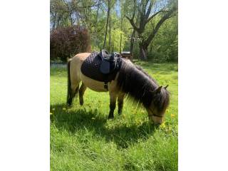 Piękny kucyk do towarzystwa