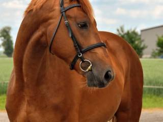 Koń do sportu. cena euro!