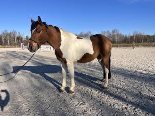 Sprzedam 3 letniego wałacha