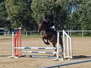 Sprzedam piękną klacz skokową