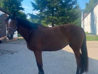 Świetna klacz dla każdego!