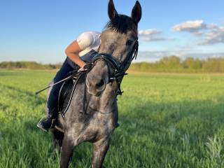 Wałach do dzierżawy