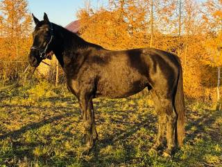 Wyjątkowa kara klacz