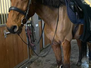 Sprzedam wspaniałego wałacha z ogromnym potencjałem