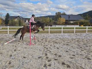 Do dzierżawy klacz huculska