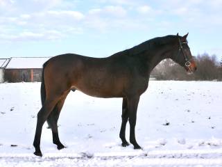 Przyszłościowy wałach z 2023r. TUV