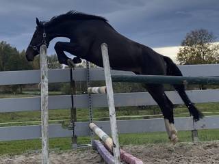 Klacz ZANGERSHEIDE wnuczka Toulona