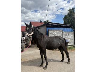 Dwuletnią klacz Śląska