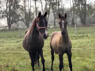 Klaczka D grupa   po Crème Couleur