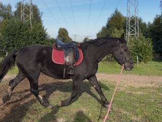 Klacz w typie śląskim