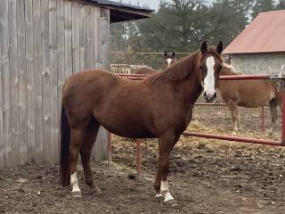 Śliczna klacz do sportu