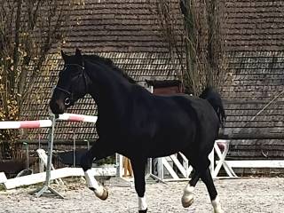 NOWA CENA 3,5 letni wałach po Diamond First