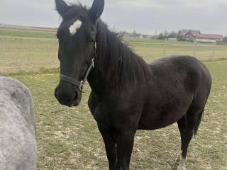 Klacz Śląska 1.5 roku