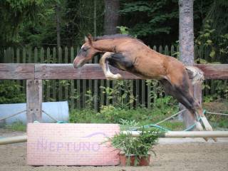 Ogierek do dużego sportu. Matka chodziła SPORT