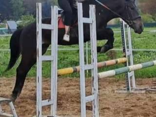 Konik do rekreacji szuka nowego domu