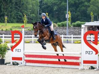 7-letni wałach na sprzedaż