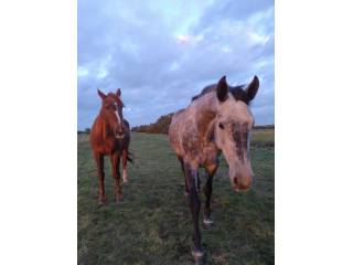 Praca z konmi sportowymi i hodowlanymi