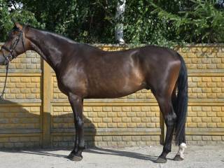 8-letni wałach po Marc Cain z matki po Diamond Hit