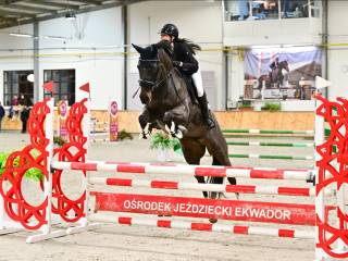 Klacz, Christ x Heraldik, Profesor,  Hanoverska