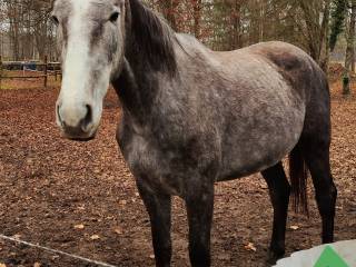 Klacz super charakter!