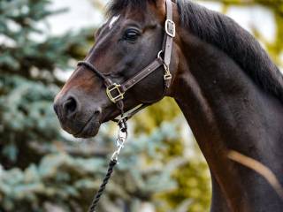 WYJĄTKOWY KOŃ SPORTOWY NA SPRZEDAŻ – Key to Fortuna 10-letni wałach • Starty do 130 cm • Idealny dla dziecka i amatora