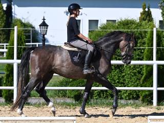 Obiecujący wałach Chaccodi, po Chacoon Blue z matki po Diarado, rasa oldenburska