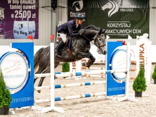 6-letnia klacz na sprzedaż po Calvino Z