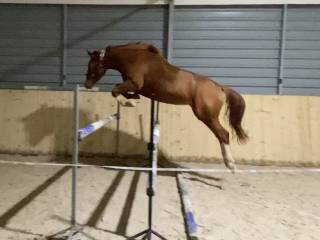 Klacz po Leonardo da Vinci JPP