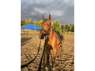 sprzedam klacz 8 lat