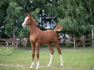 Ogano x Cassalido x Casall ogierek 2025